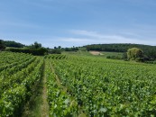 Vente terrains Lucenay
